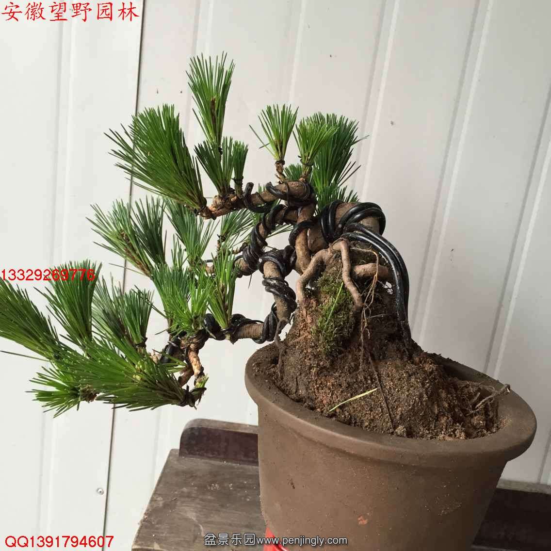 6B2A3A23AAAC78B0E7B42EBA7D65194B.jpg