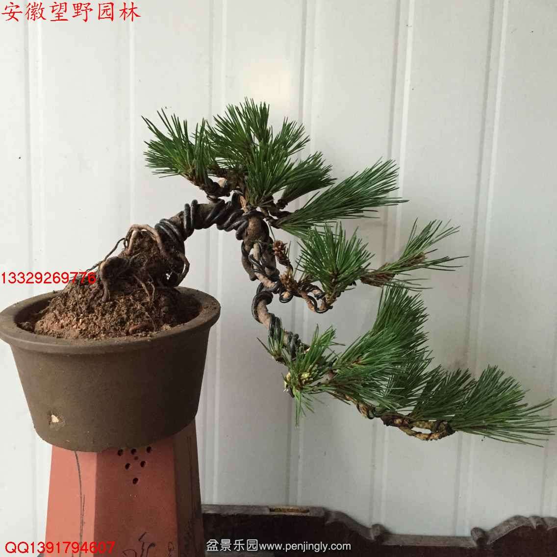 A933660274677FB89CE1CC4632855490.jpg