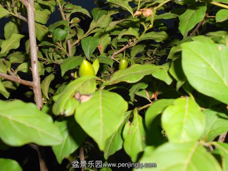 DSCN2072_.jpg