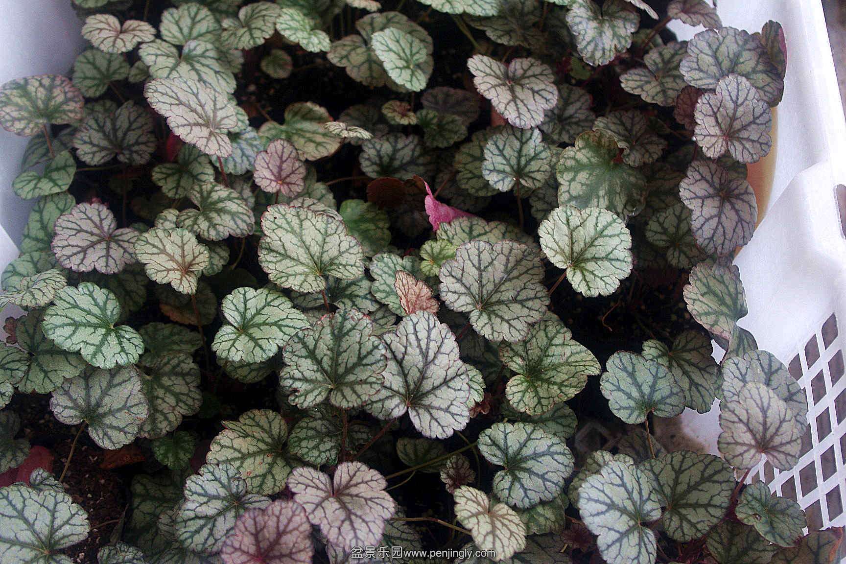 IMGP7983_1.jpg