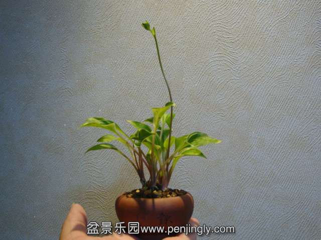 DSC01220.JPG