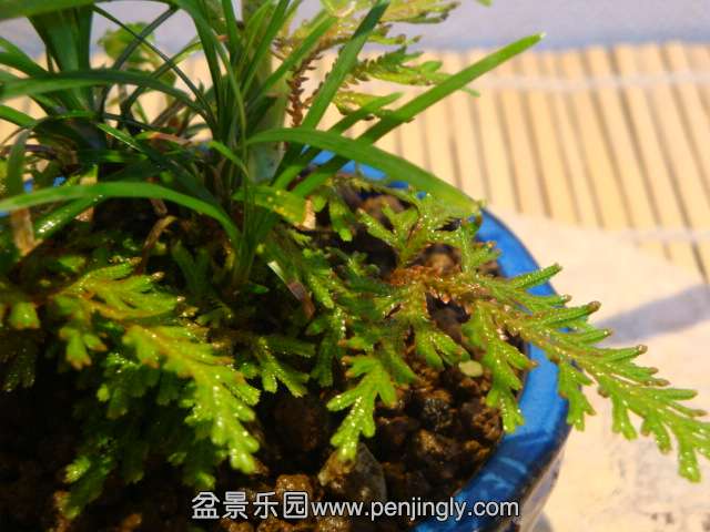 DSC01232.JPG