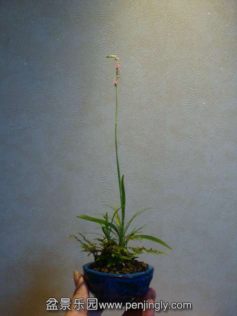 DSC01233.JPG