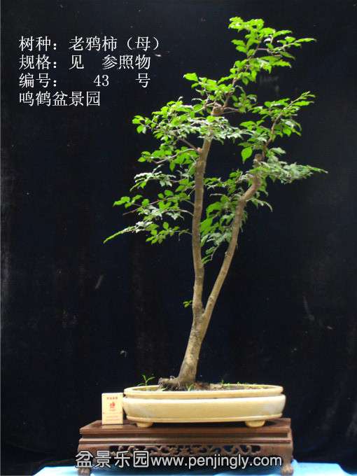 GEDC0704.JPG
