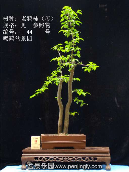 GEDC0707.JPG