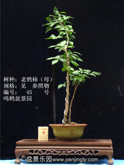 GEDC0708.JPG
