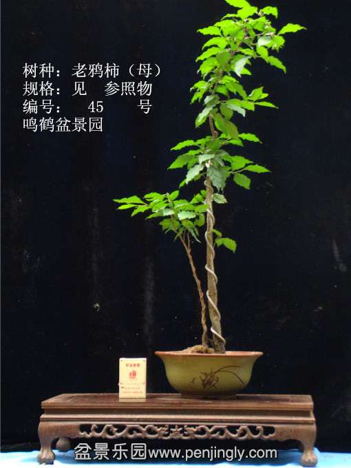 GEDC0709.JPG