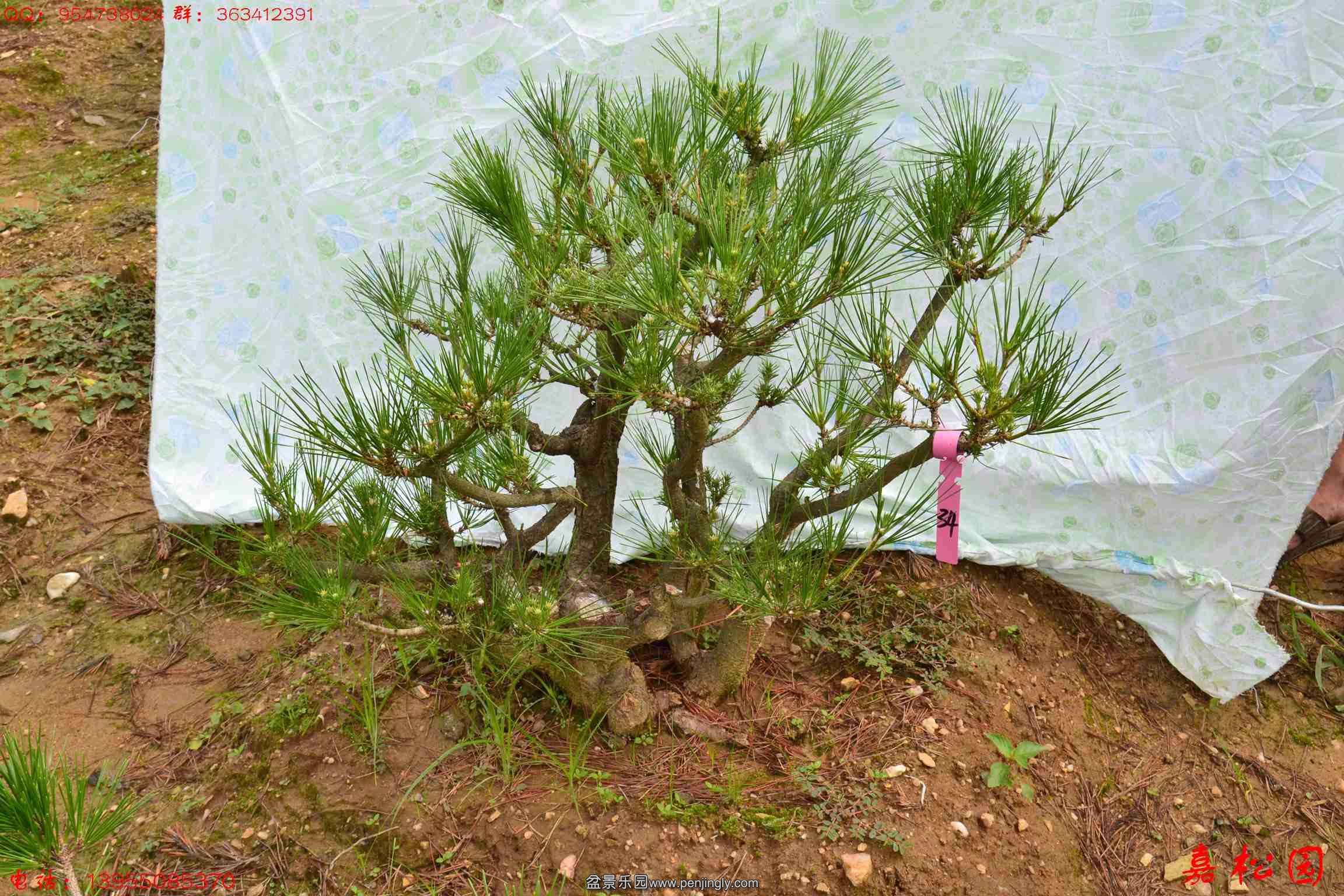 ��ŵ��� 067.JPG