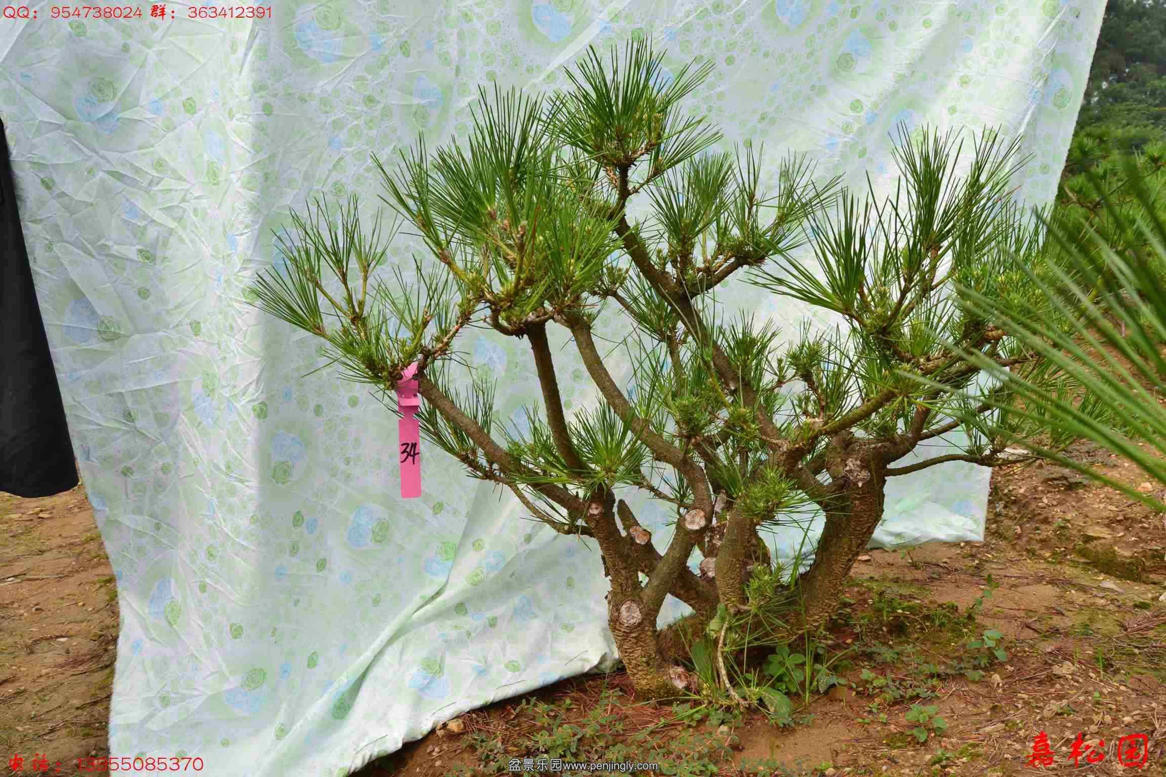 ��ŵ��� 068.JPG