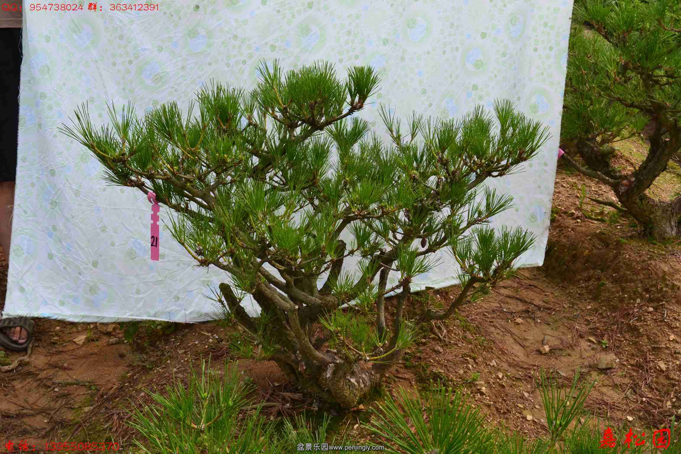 ��ŵ��� 042.JPG