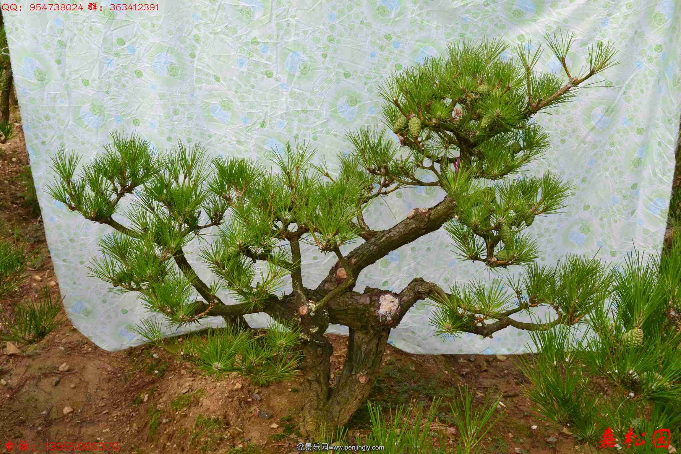 ��ŵ��� 043.JPG