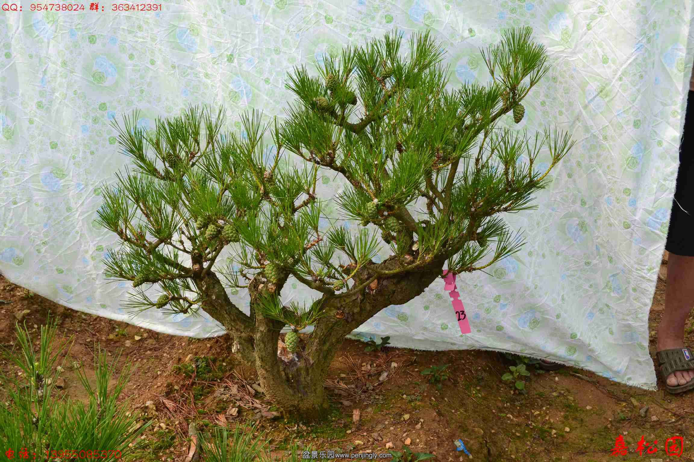 ��ŵ��� 045.JPG