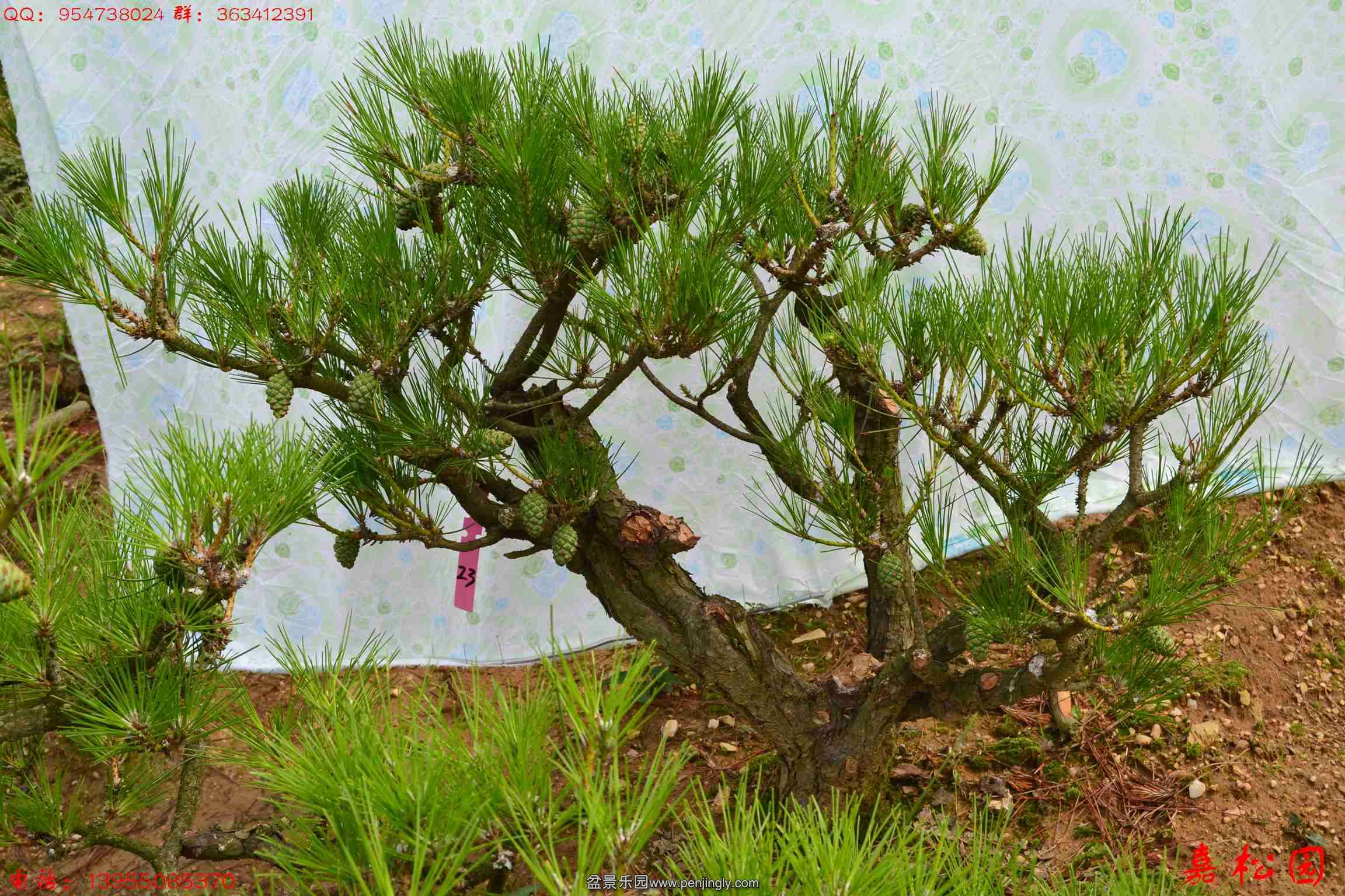 ��ŵ��� 046.JPG