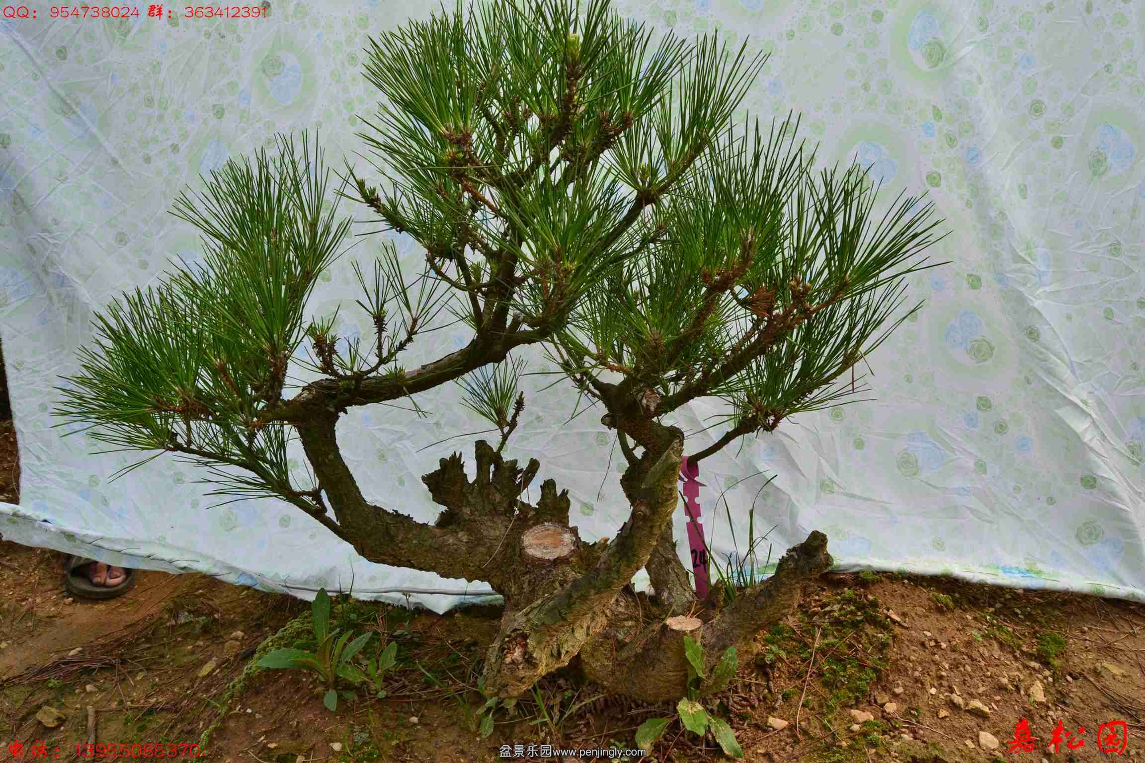 ��ŵ��� 047.JPG