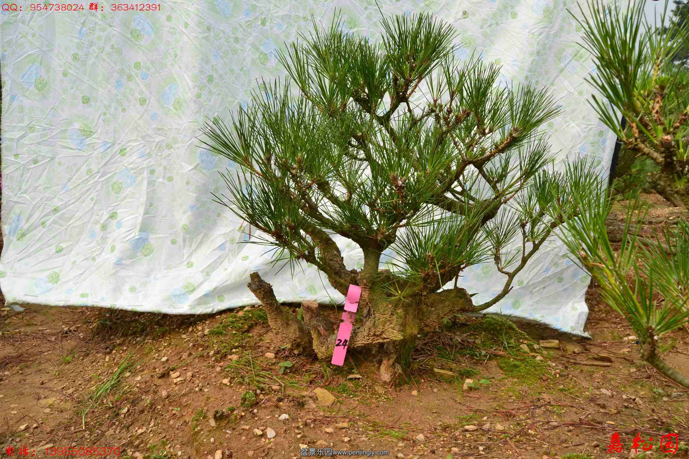 ��ŵ��� 048.JPG