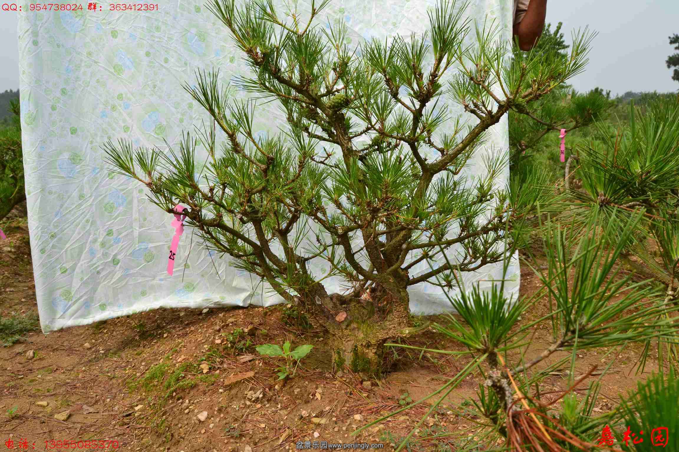 ��ŵ��� 049.JPG