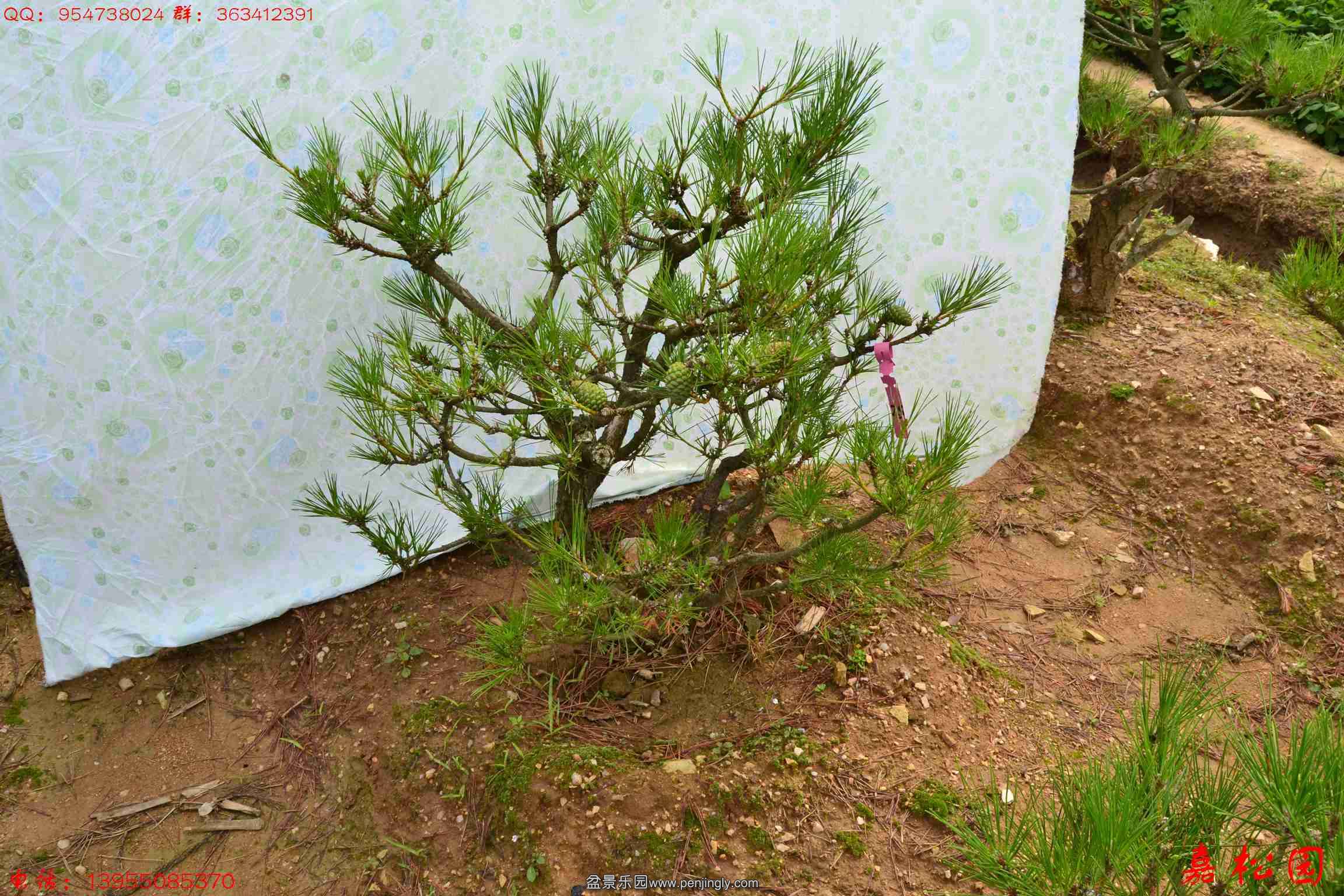 ��ŵ��� 050.JPG