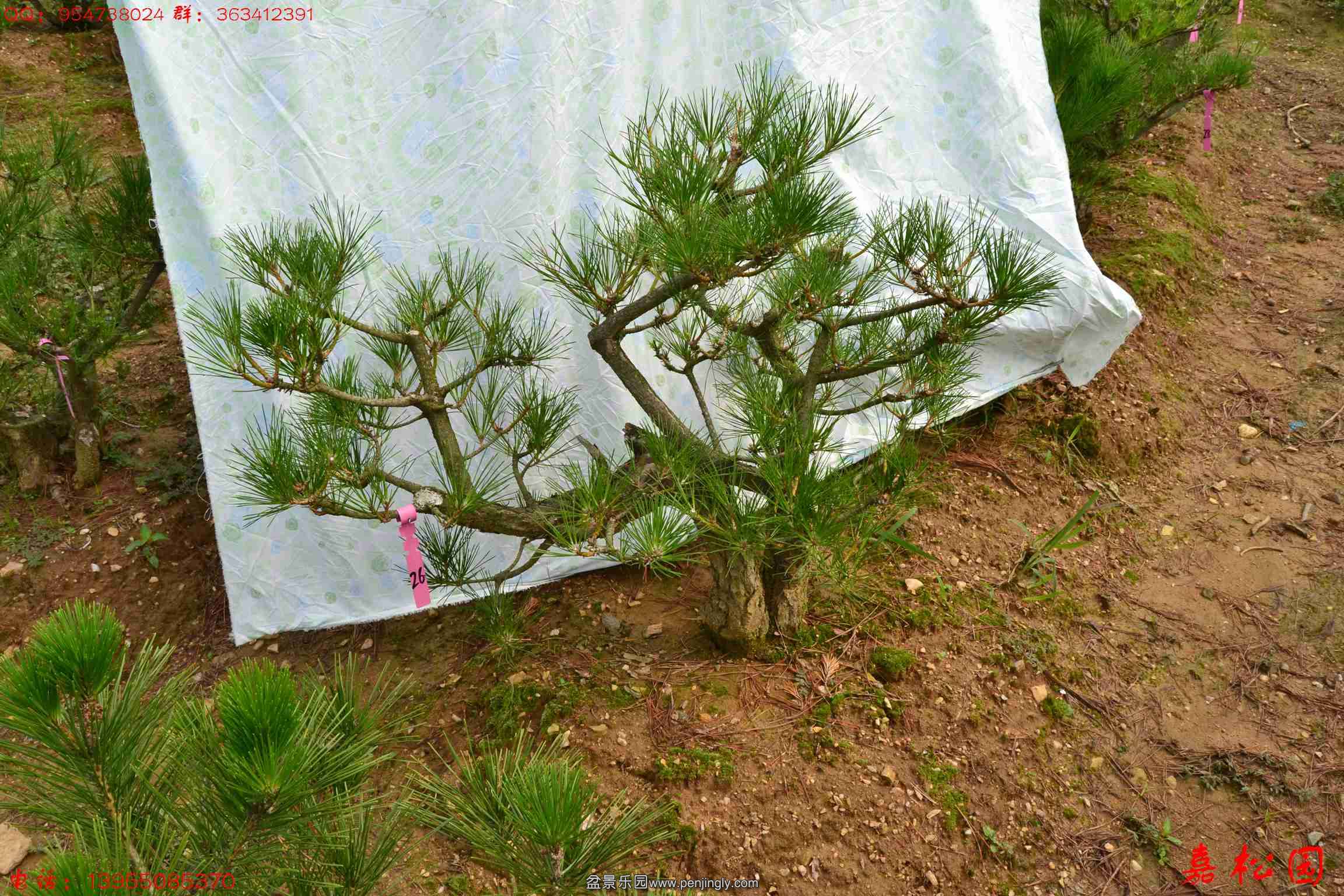 ��ŵ��� 051.JPG