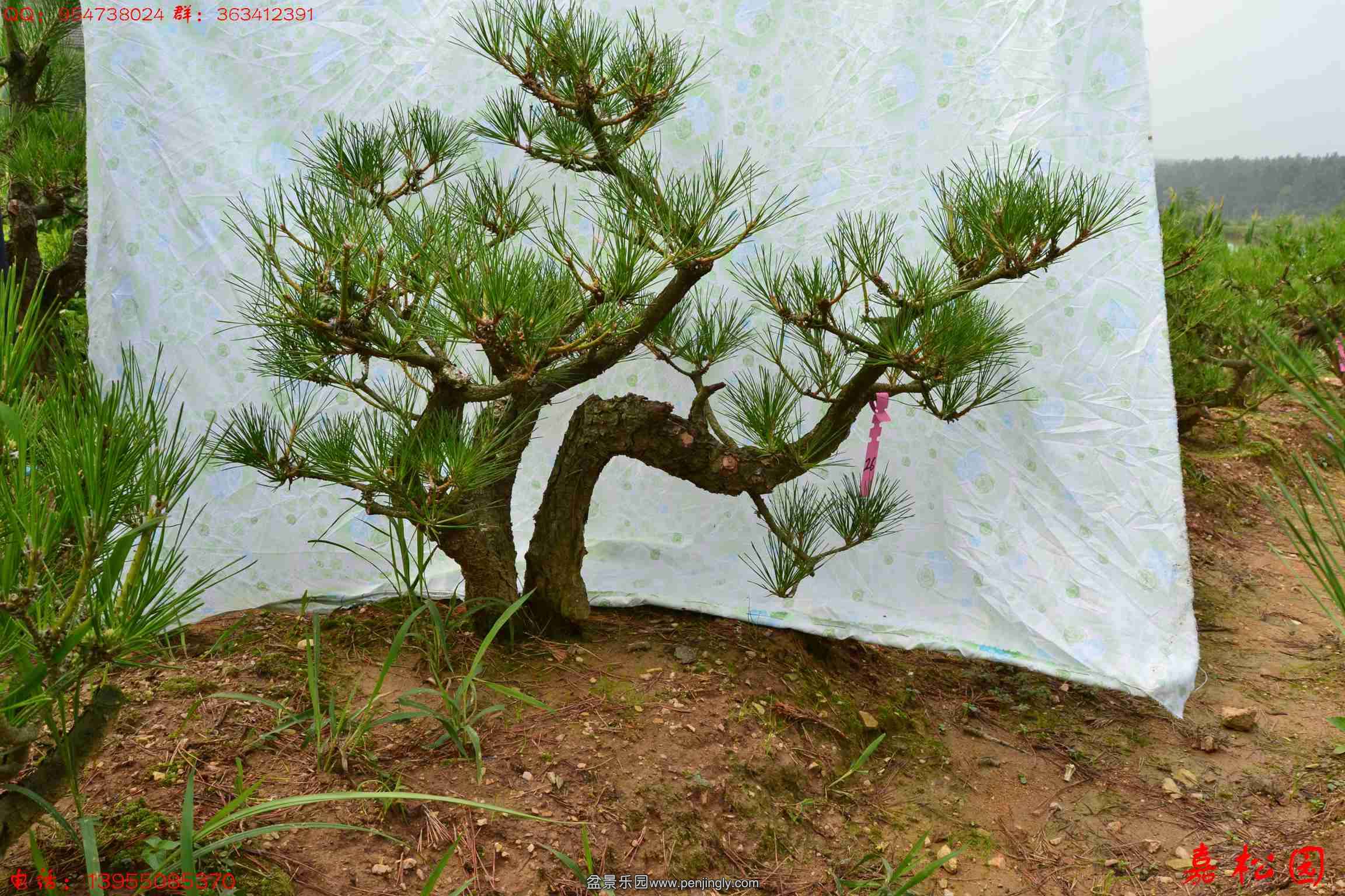 ��ŵ��� 052.JPG