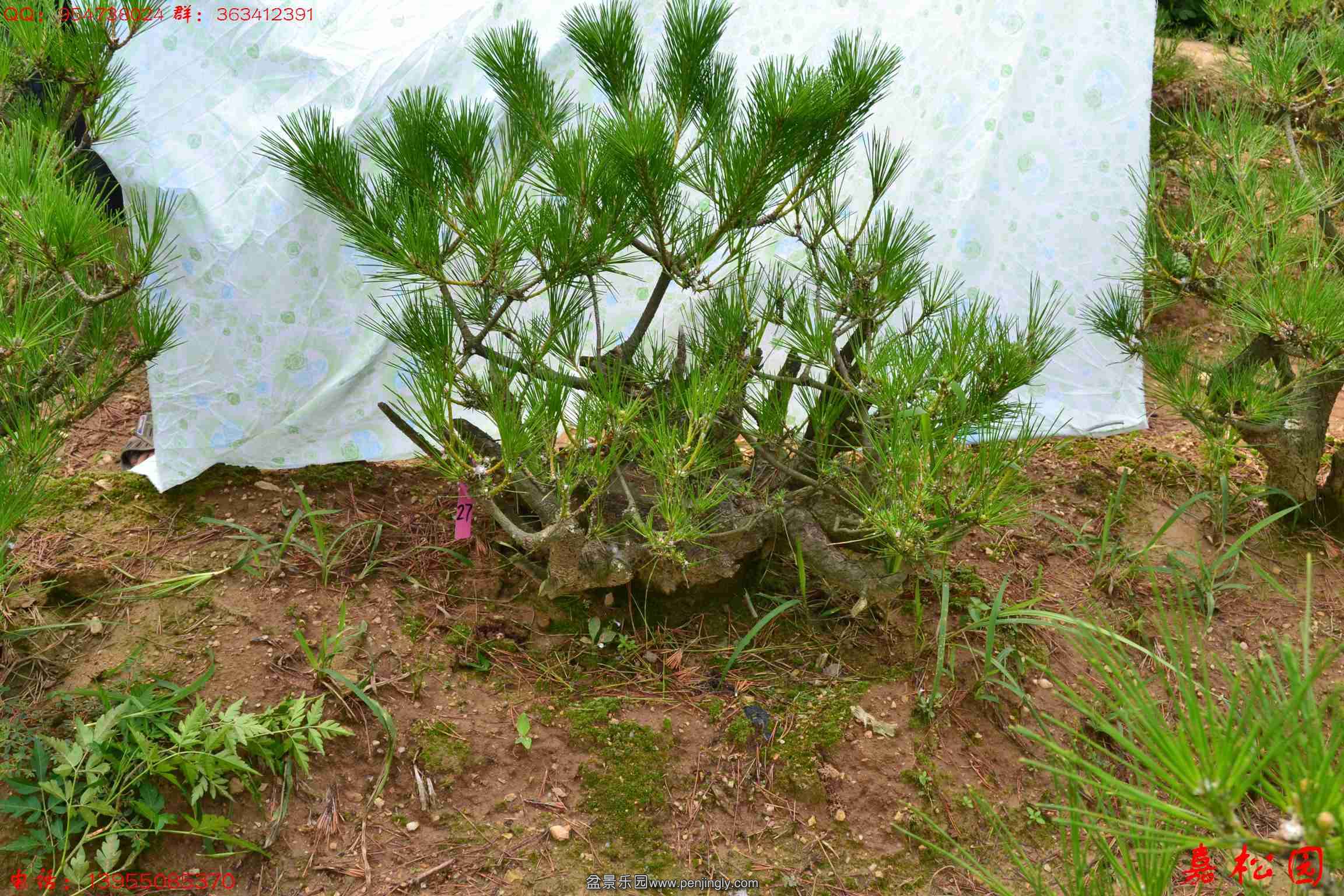 ��ŵ��� 053.JPG