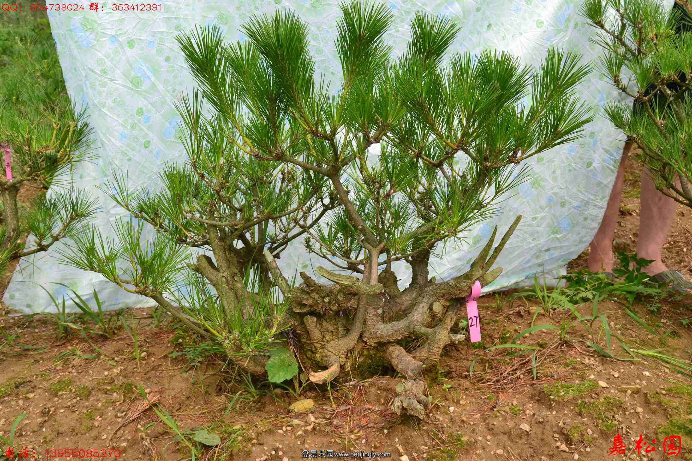 ��ŵ��� 054.JPG