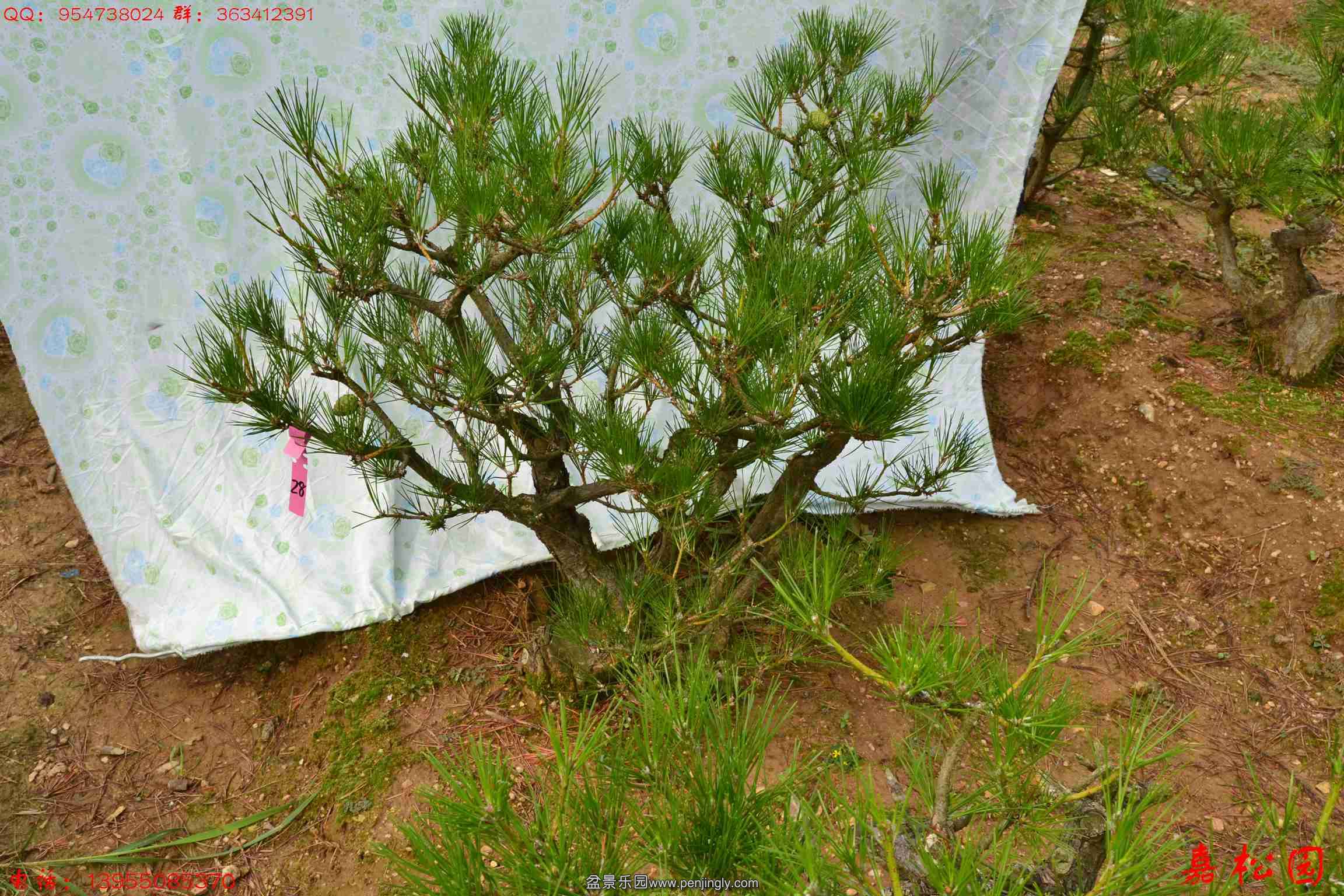 ��ŵ��� 056.JPG