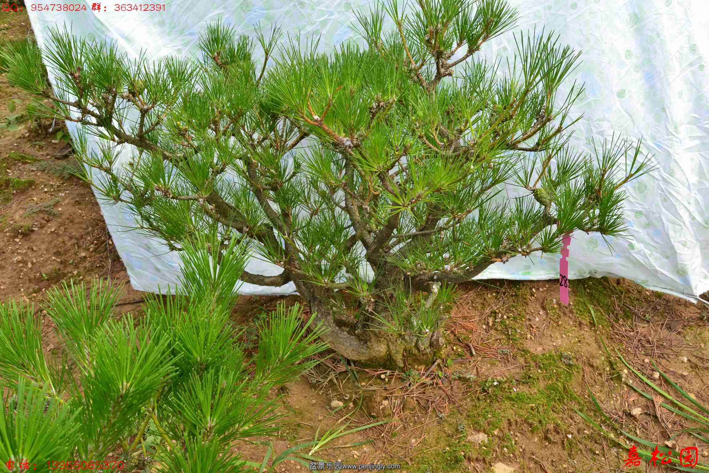 ��ŵ��� 055.JPG