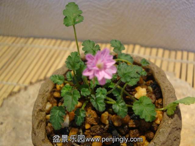 DSC01262.JPG