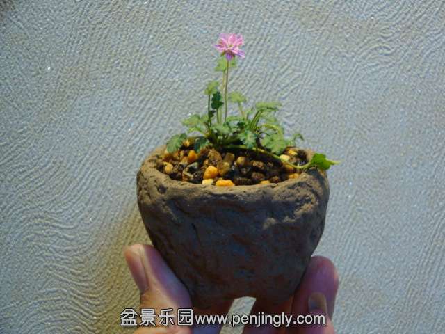 DSC01265.JPG