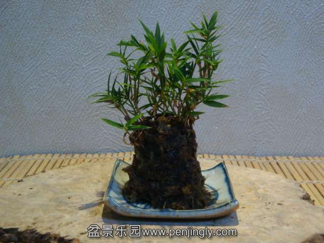 DSC01266.JPG