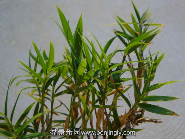 DSC01267.JPG