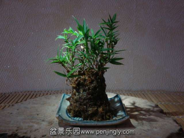 DSC01268.JPG