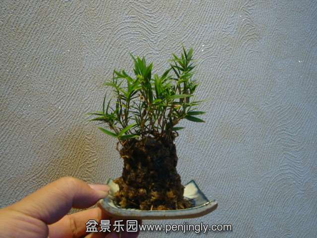 DSC01269.JPG