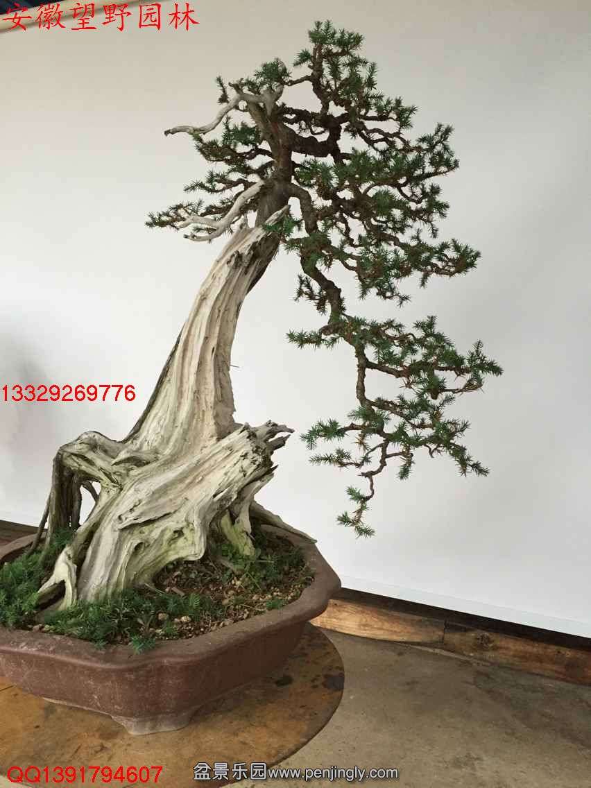 C5FF399B88EC01371E653E94DAC7B7CE.jpg