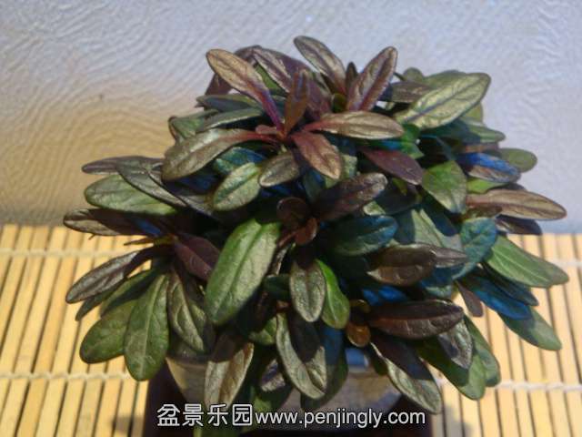 DSC01290.JPG