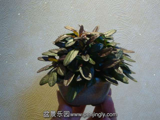 DSC01294.JPG