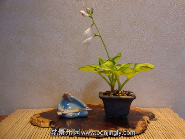DSC01296.JPG