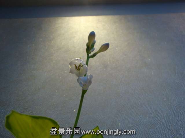 DSC01297.JPG