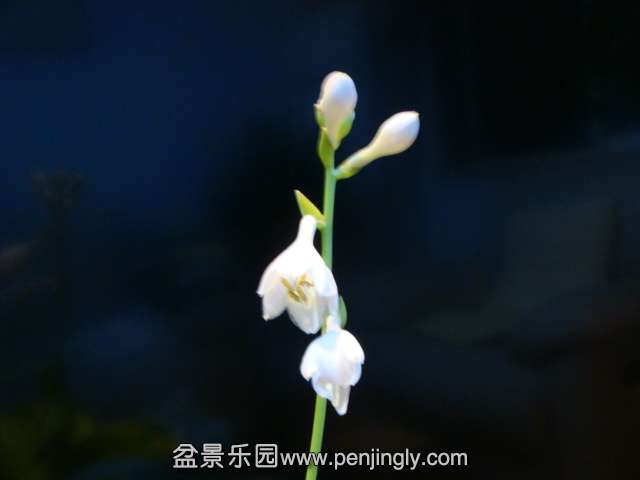 DSC01298.JPG