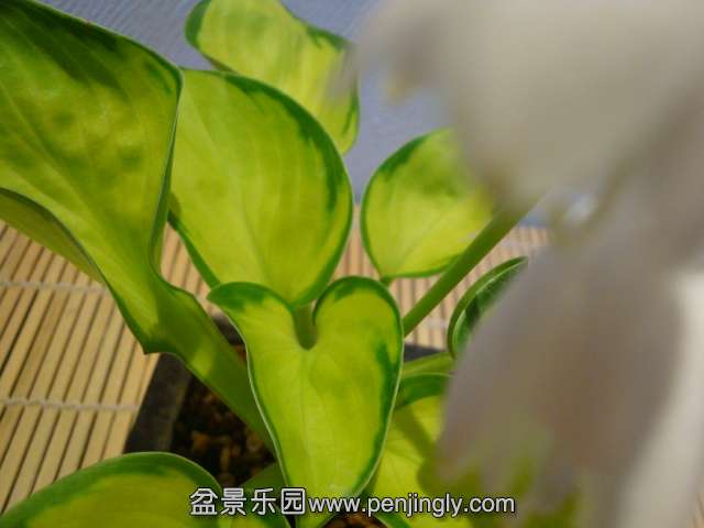 DSC01300.JPG