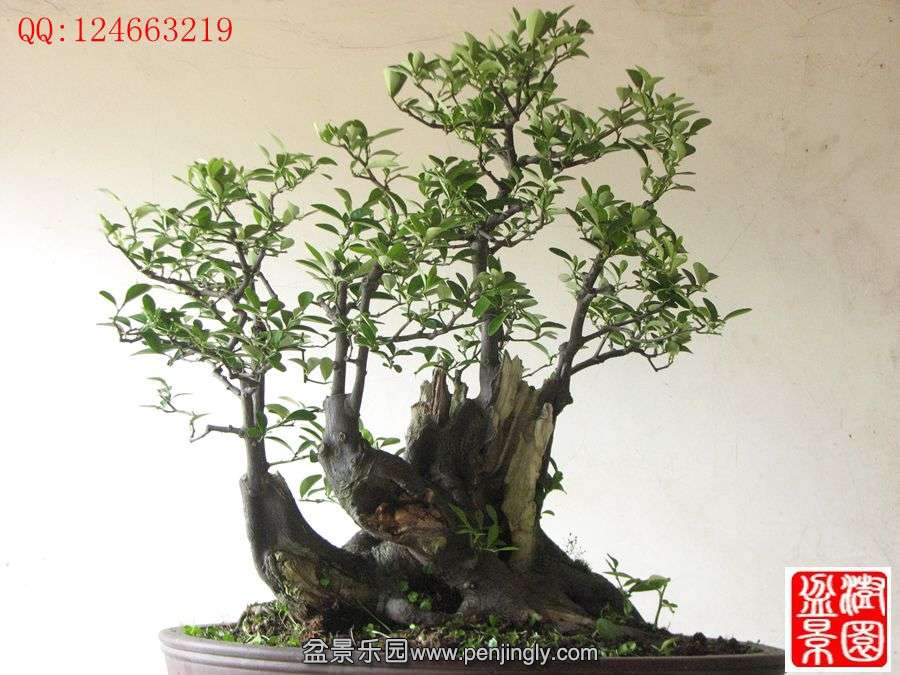 IMG_0911__.jpg