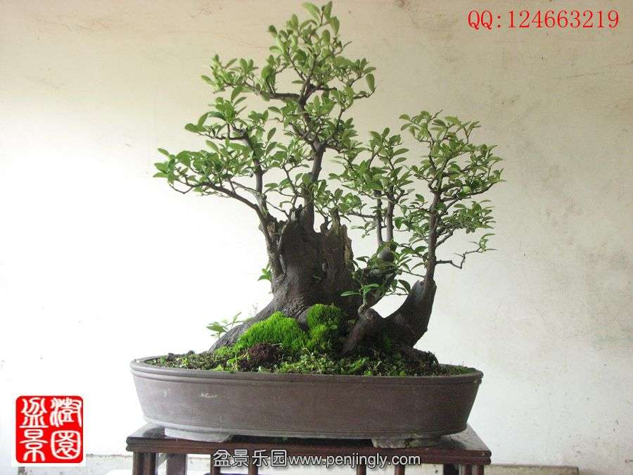 IMG_0913__.jpg