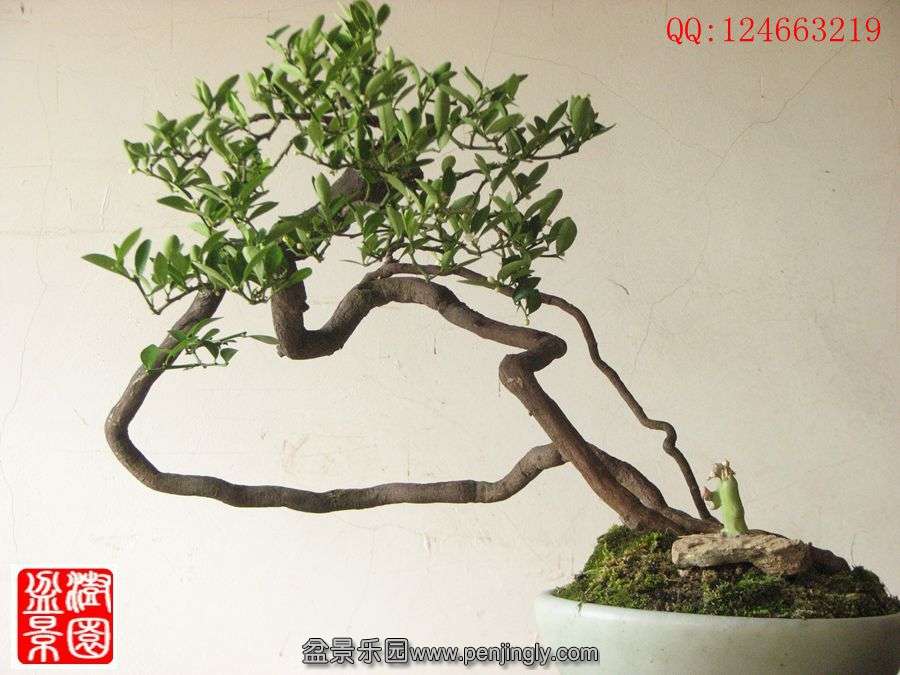 IMG_0925__.jpg