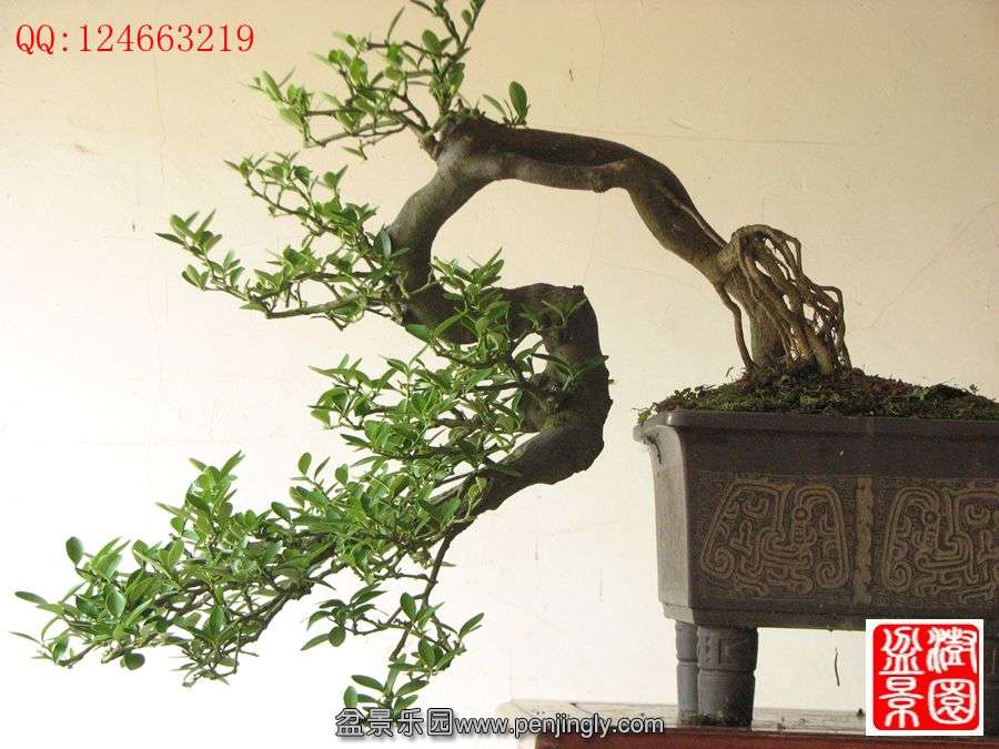 IMG_0937__.jpg