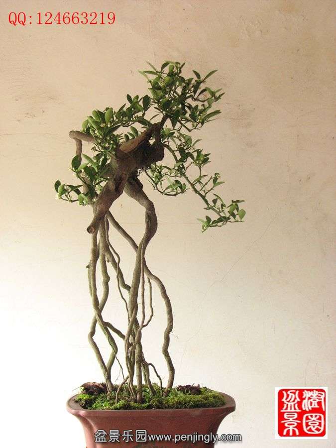 IMG_0961__.jpg