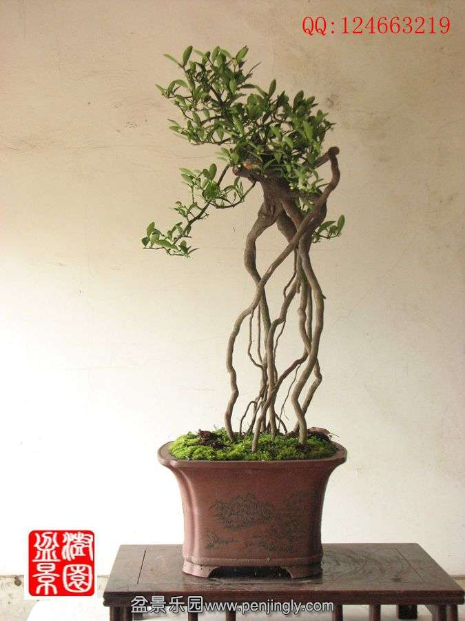 IMG_0963__.jpg