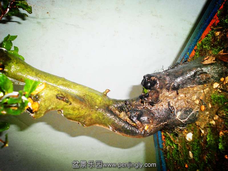 DSCN2167_.jpg
