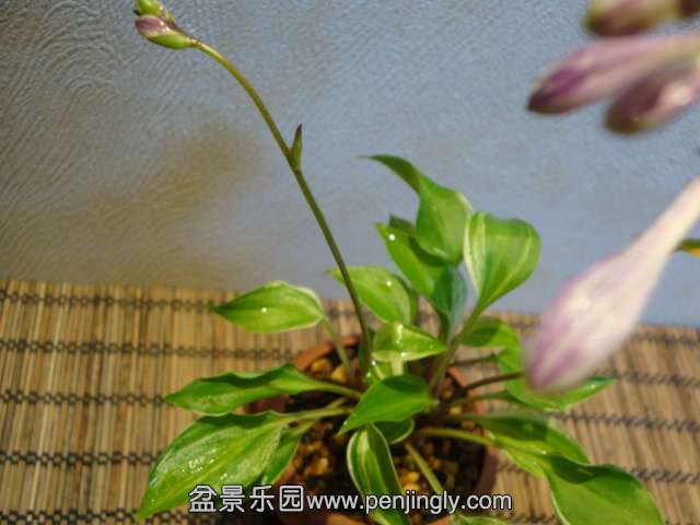 DSC01312.JPG