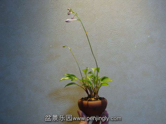 DSC01313.JPG