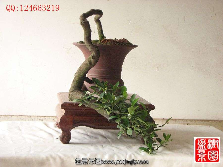 IMG_0997__.jpg